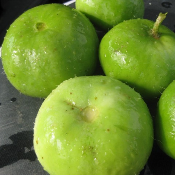 Omaxe Tinda Orchard Green seeds (10 gm)